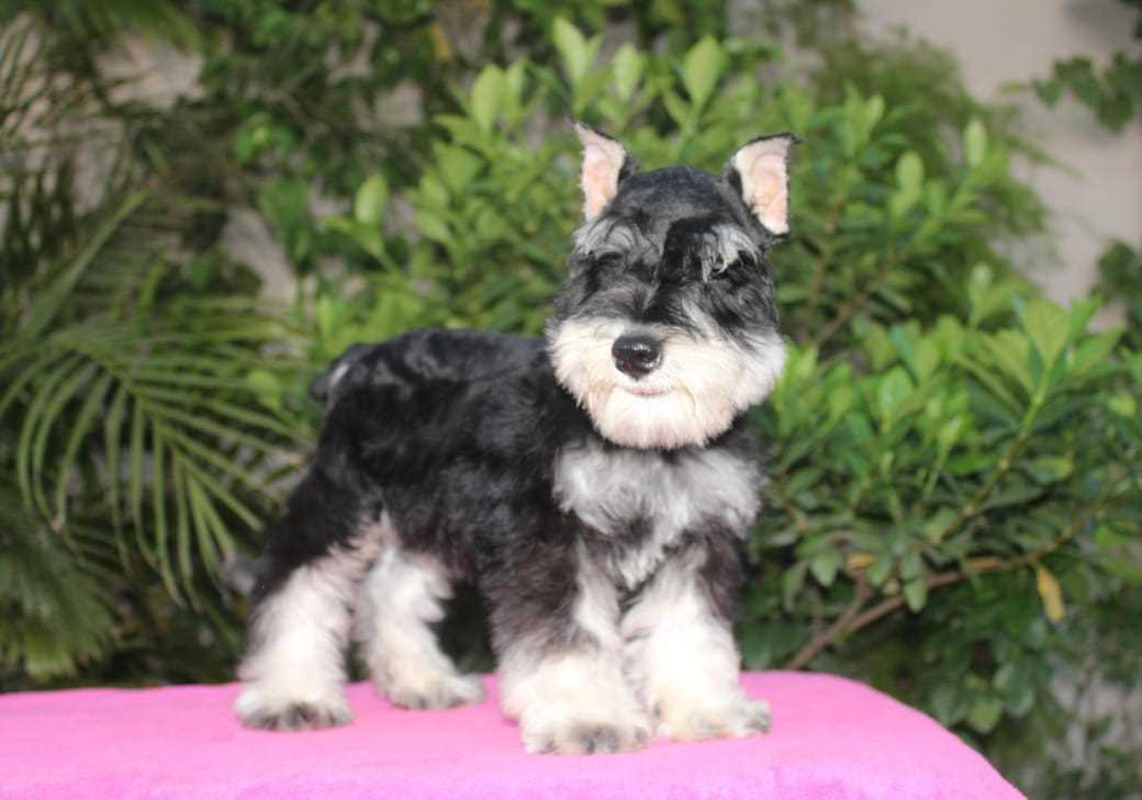 Schnauzer For Sale In Bangalore