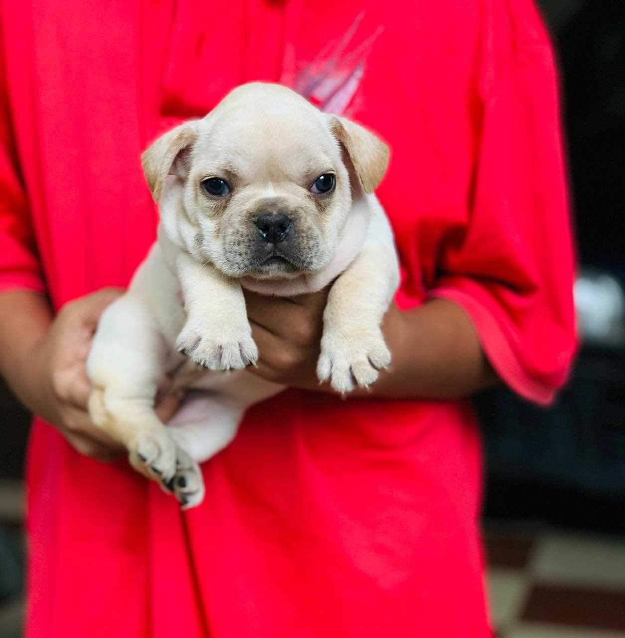 French Bulldog For Sale In Chennai