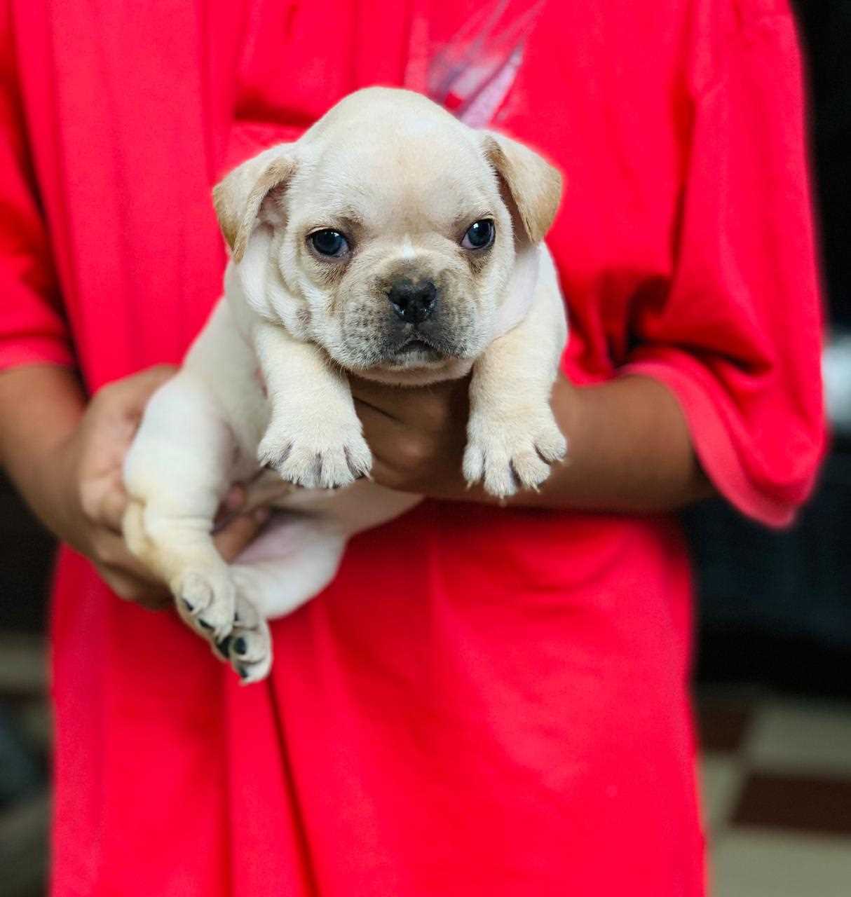 French Bulldog For Sale In Chennai