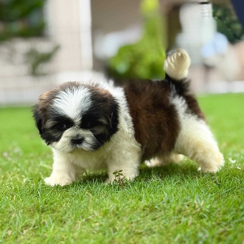 Shih Tzu For Sale In Bhubaneswar