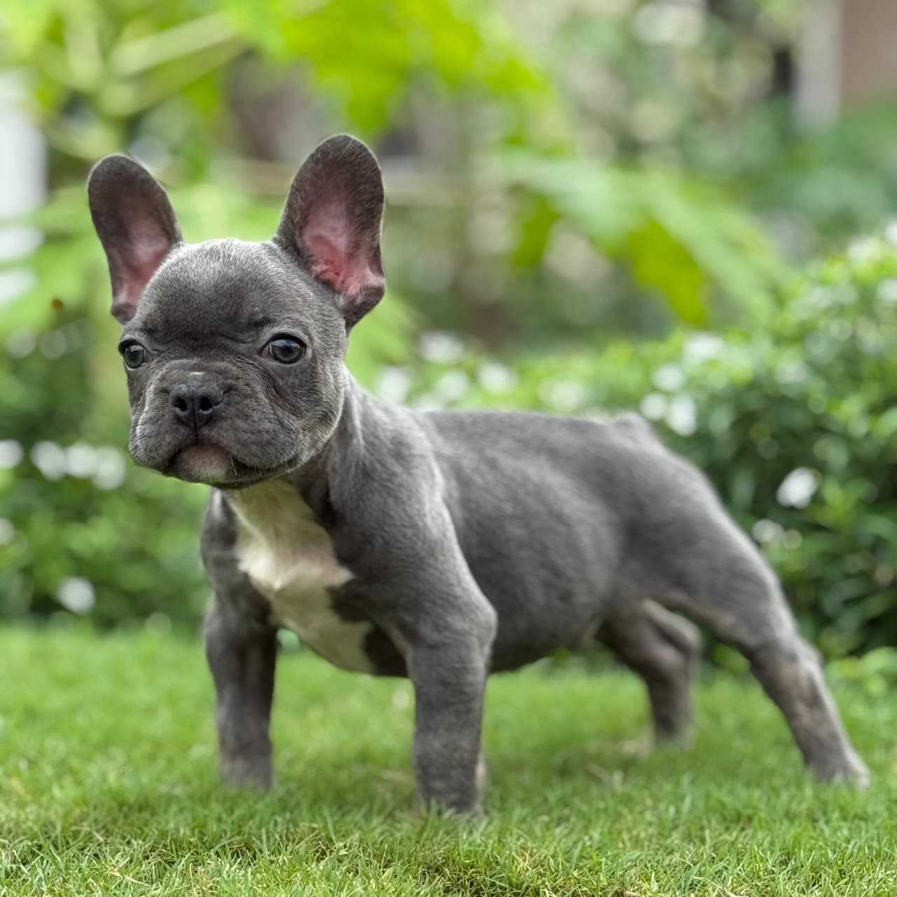 French Bulldog For Sale In Chennai