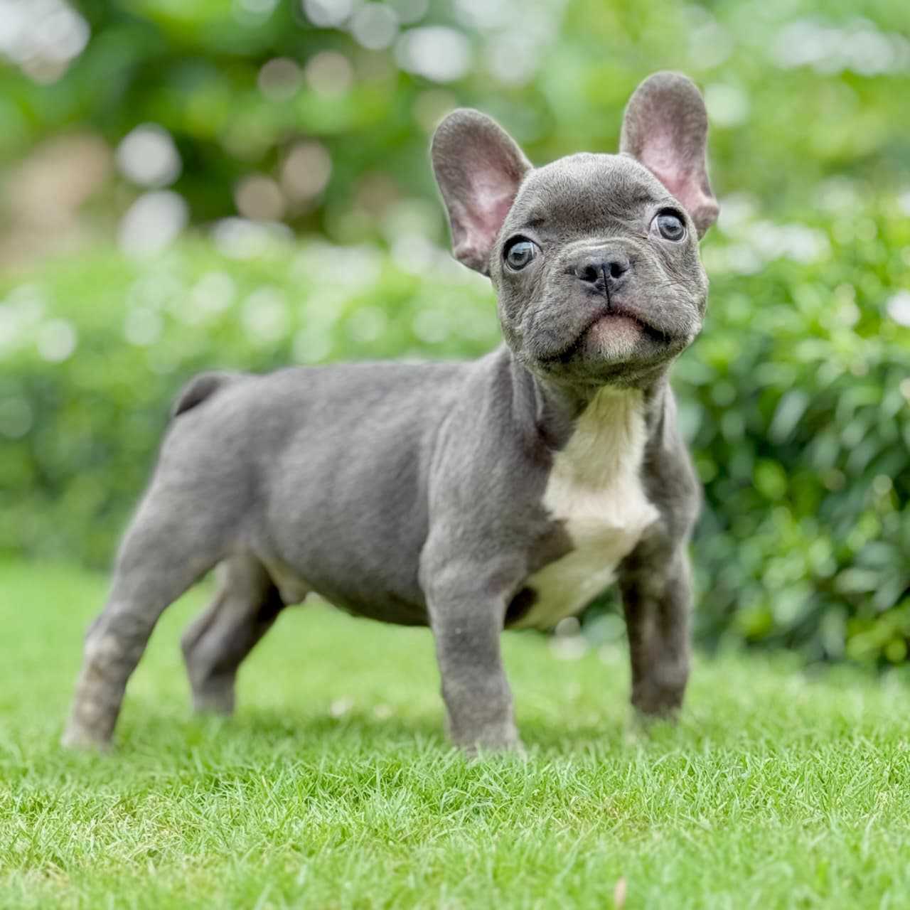 French Bulldog For Sale In Chennai