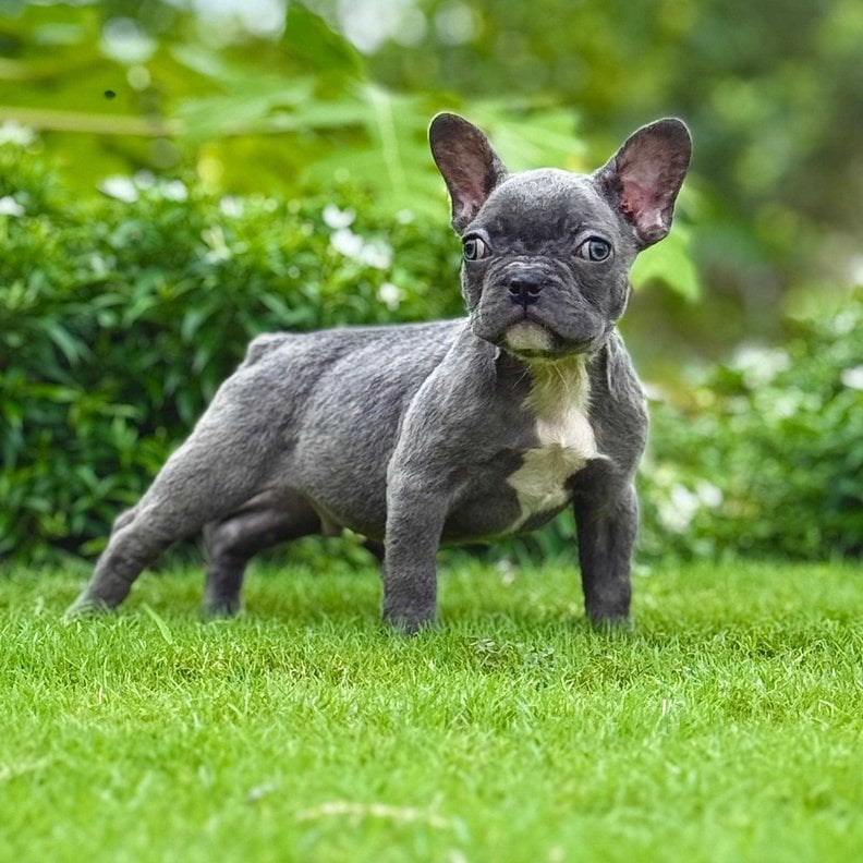 French Bulldog For Sale In Chennai