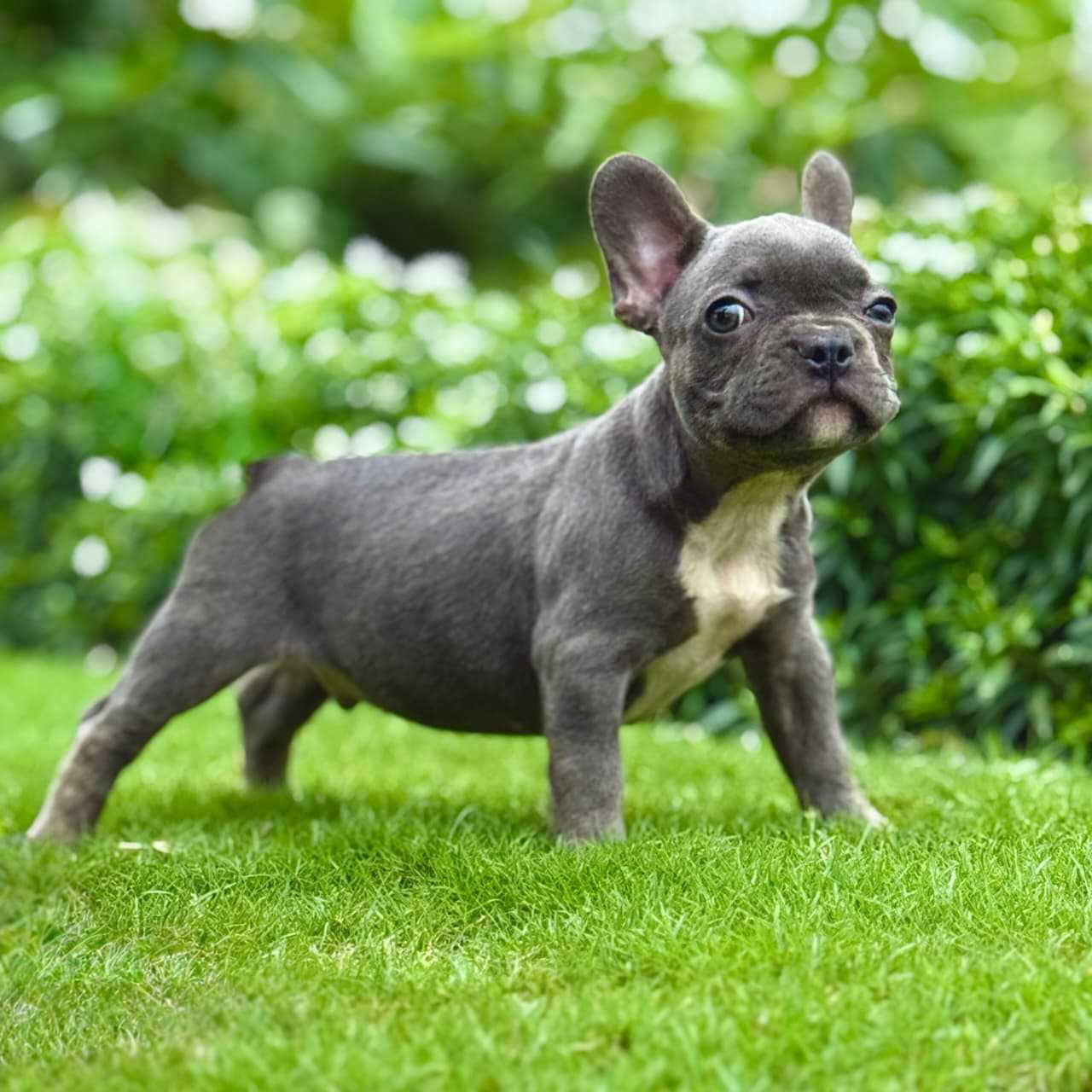 French Bulldog For Sale In Chennai