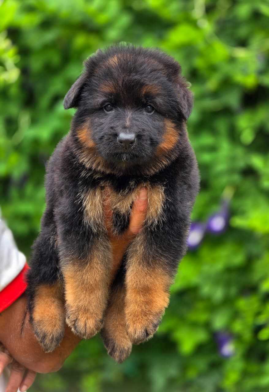 Golden Shepherd For Sale In Indore