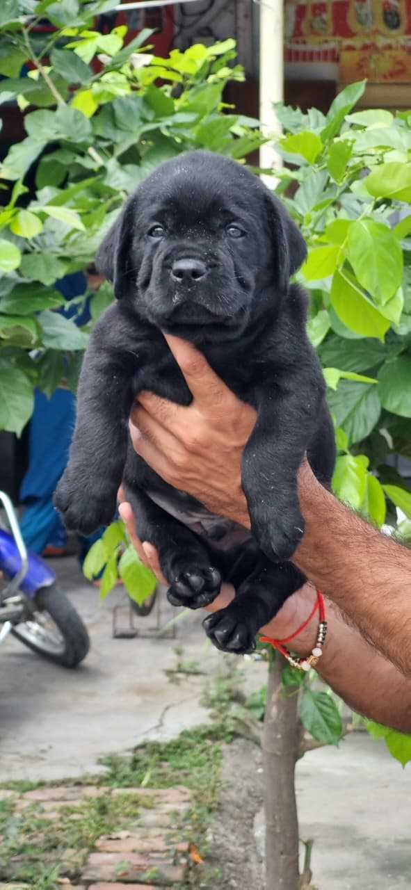 Labrador Retriever For Sale In Dehradun