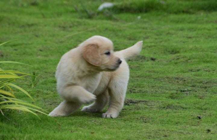 Golden Retriever For Sale In Chandigarh