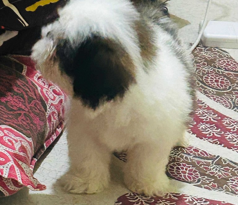 Shih Tzu For Sale In Bhubaneswar
