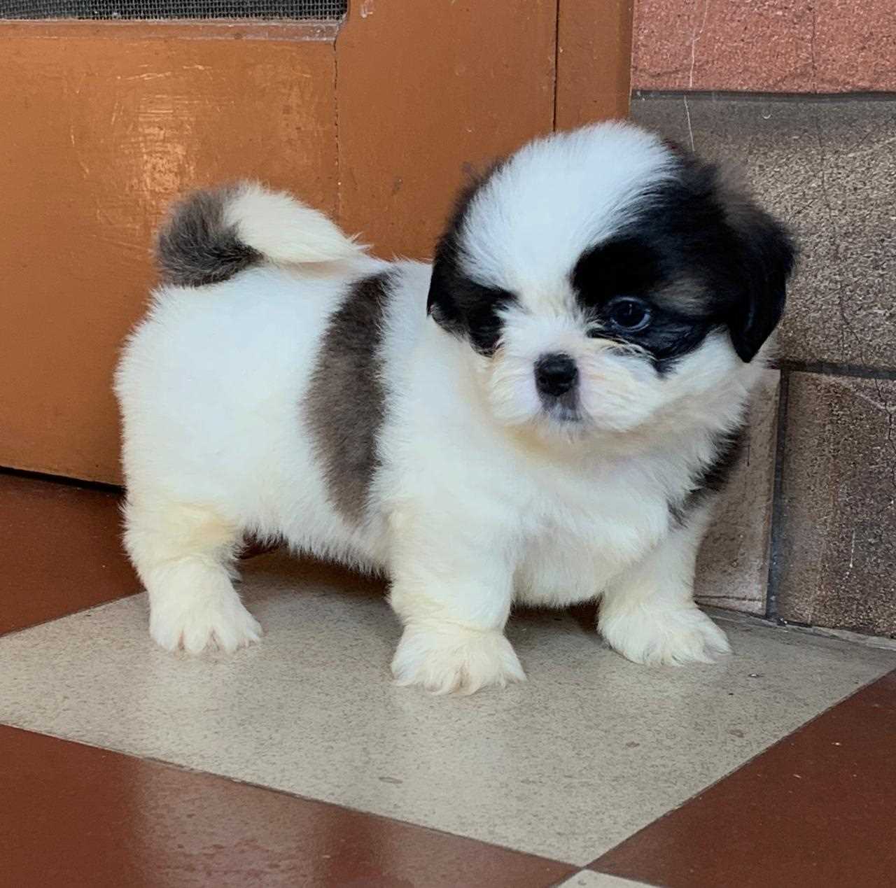 Shih Tzu For Sale In Bhubaneswar