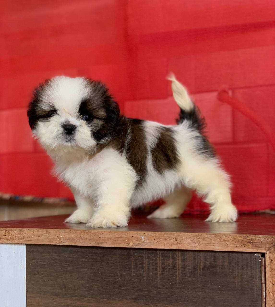 Shih Tzu For Sale In Bhubaneswar