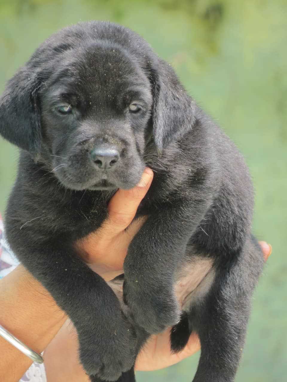 Labrador Retriever For Sale In Dehradun