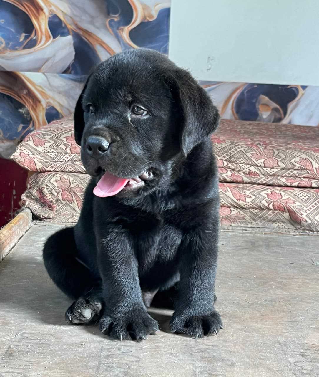KCI Registered Labrador Retriever