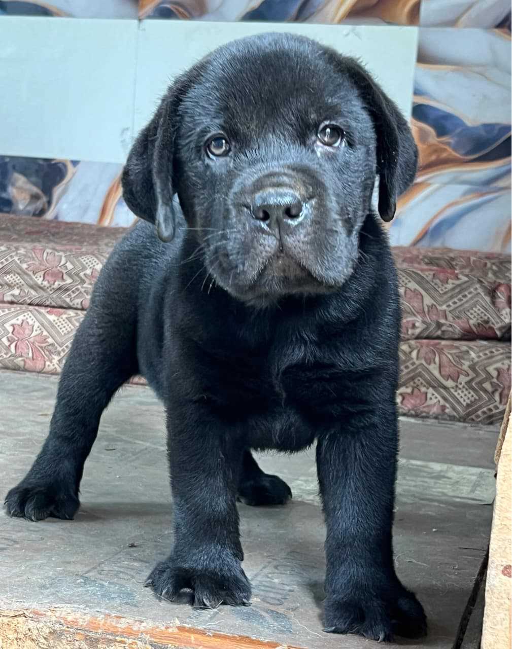Labrador Retriever For Sale In Chennai