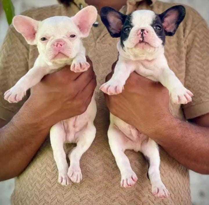 French Bulldog For Sale In Chennai
