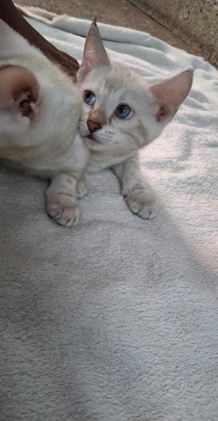 Mr n Mrs Pet
