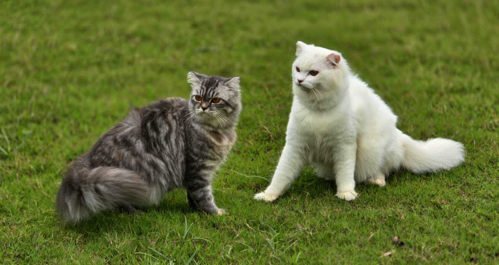 Persian For Sale In Pune