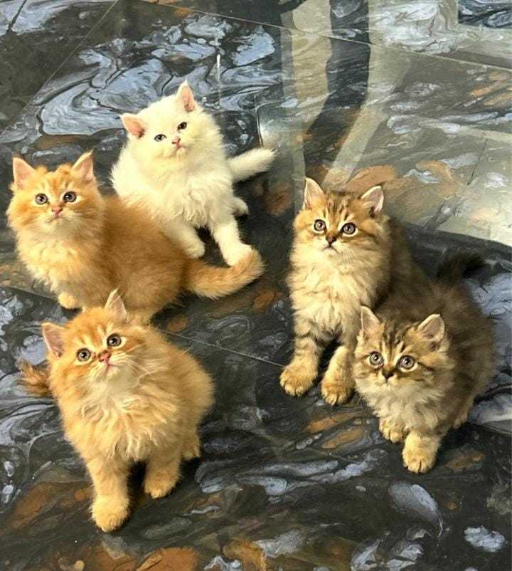 Persian For Sale In Indore