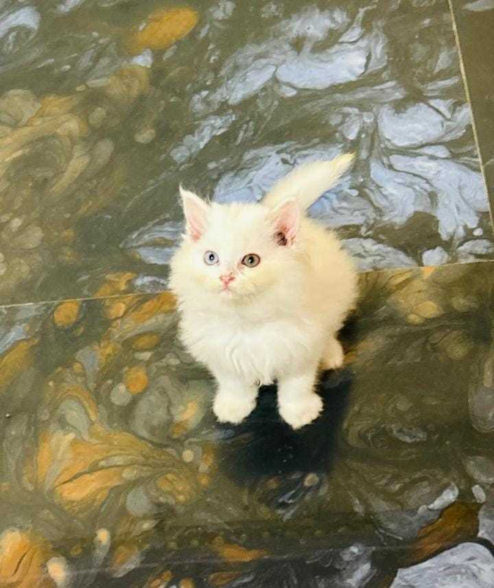 Persian For Sale In Indore