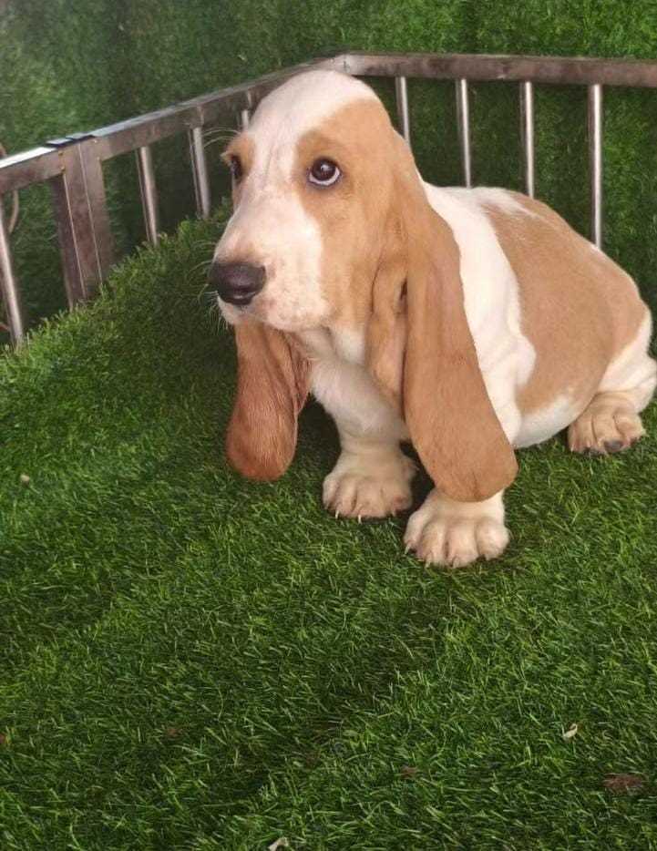 Basset Hound For Sale In Bangalore