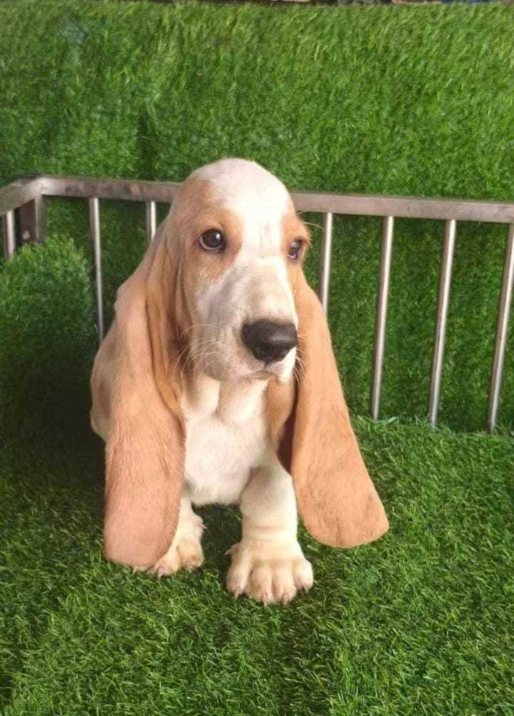 Getting a Basset Hound