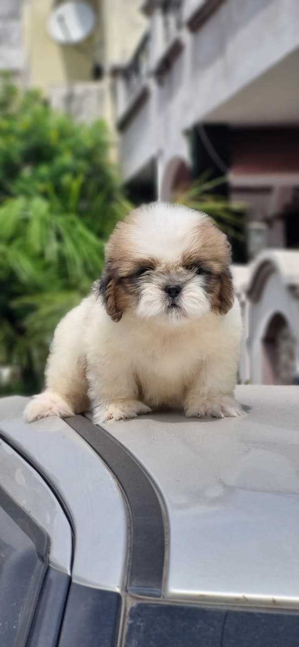 Shih Tzu For Sale In Bhubaneswar