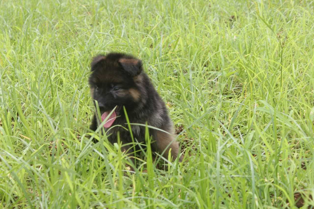 Golden Shepherd For Sale In Agra