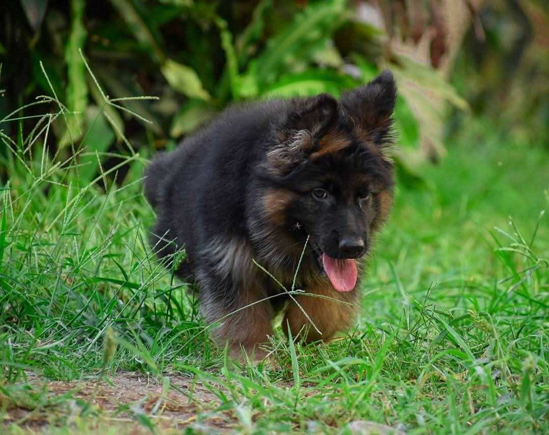 German Shepherd