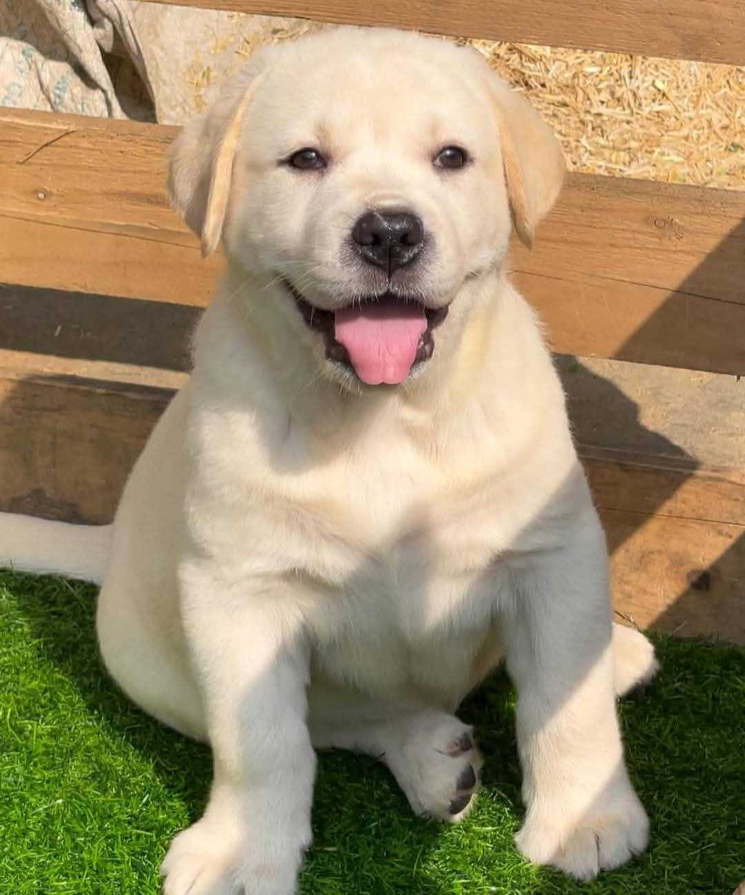 Labrador Retriever For Sale In Dehradun