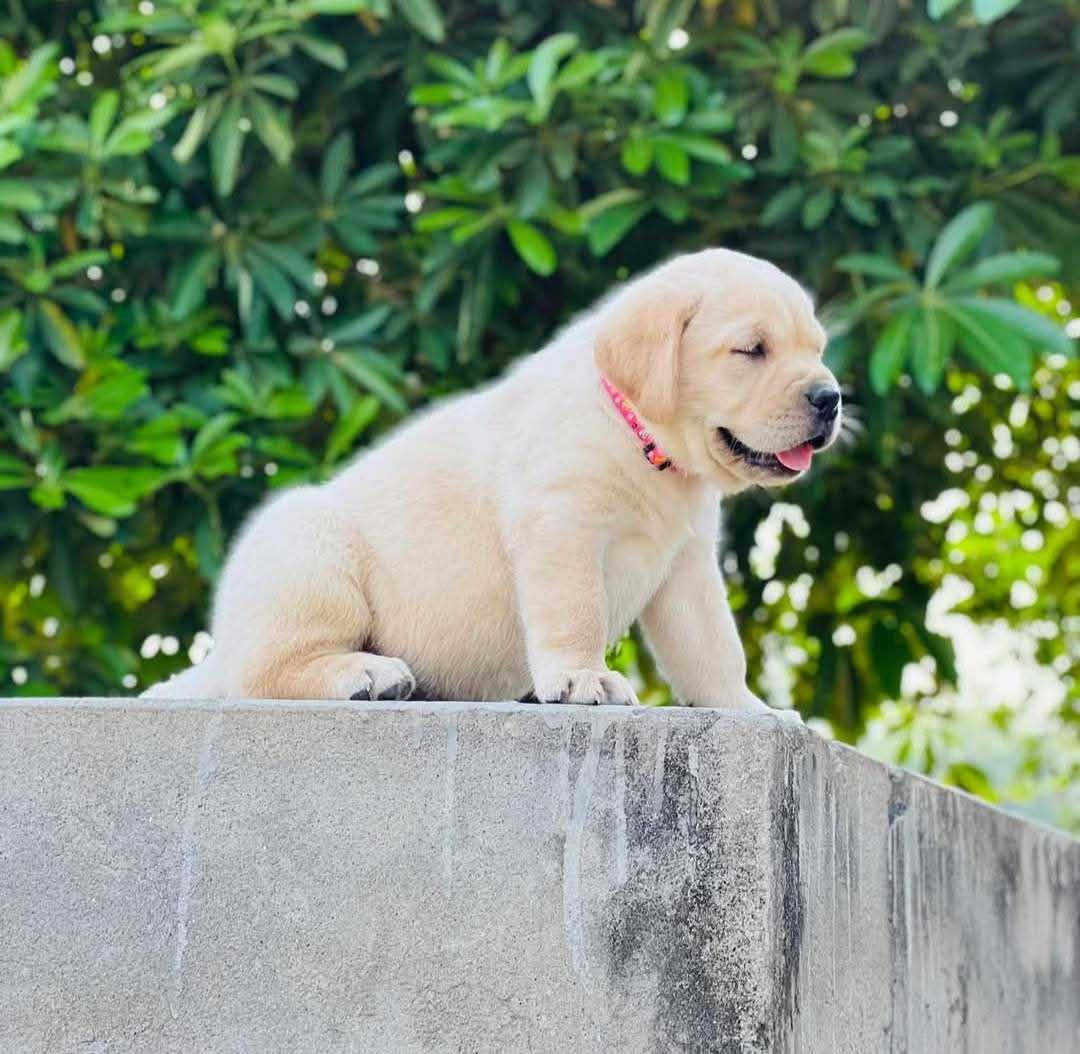 Champion Bloodline Labrador Retriever