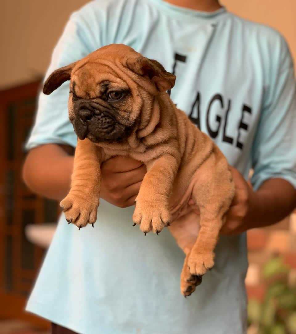 French Bulldog For Sale In Chennai