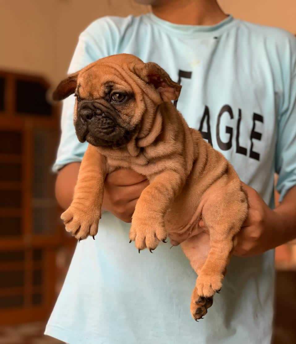 French Bulldog For Sale In Chennai