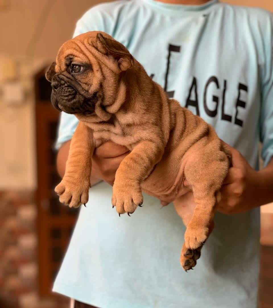 French Bulldog For Sale In Chennai