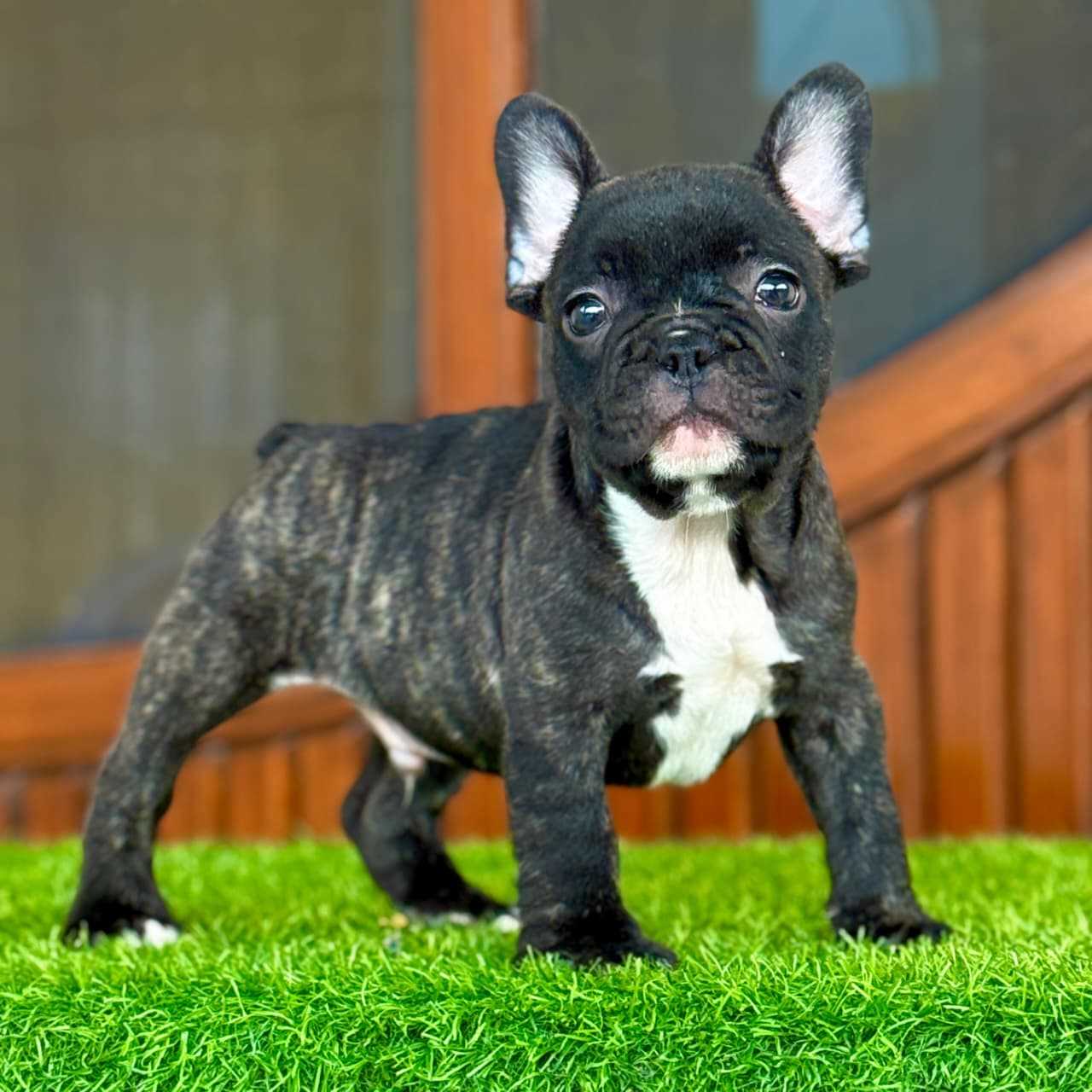 French Bulldog For Sale In Chennai