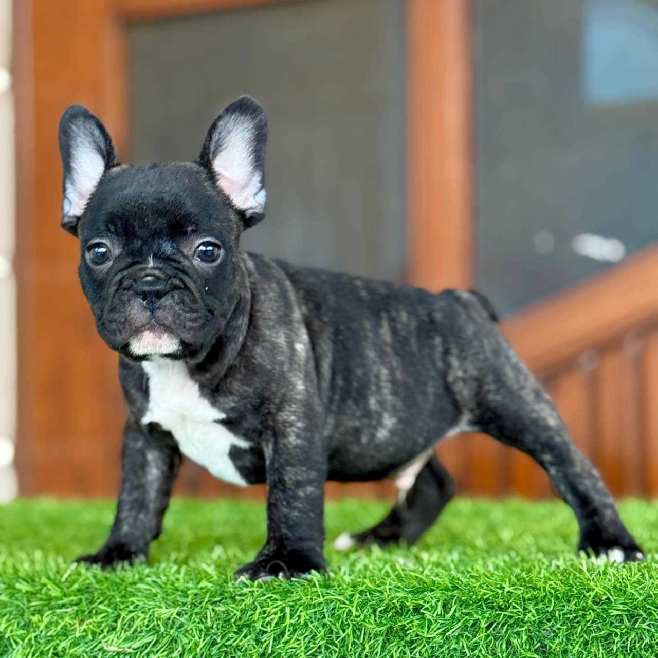 French Bulldog For Sale In Chennai