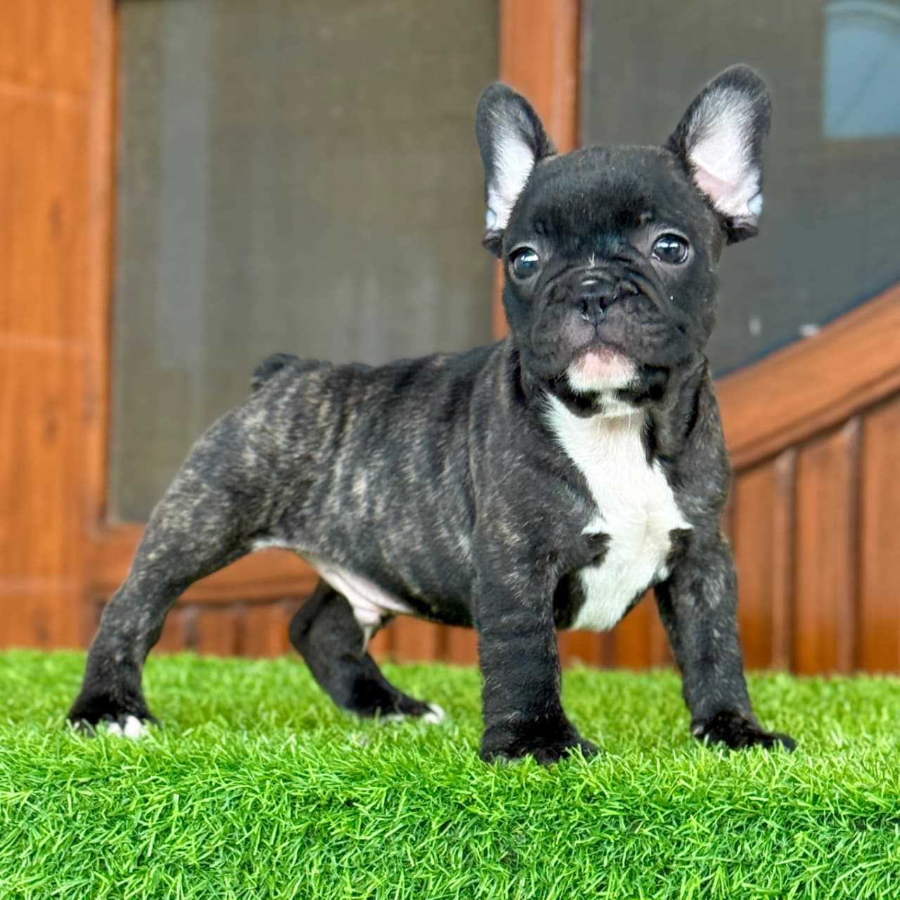 French Bulldog For Sale In Chennai