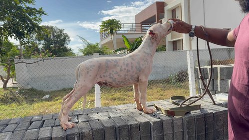Dogo Argentino For Sale In Bangalore