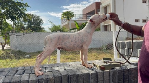Dogo Argentino For Sale In Bangalore