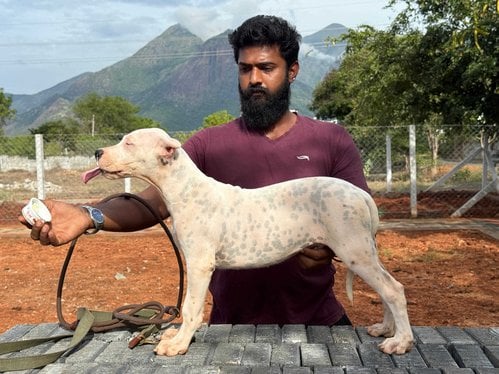 Dogo Argentino For Sale In Bangalore