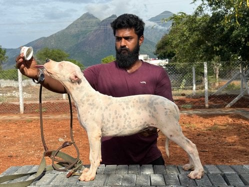 Dogo Argentino For Sale In Bangalore