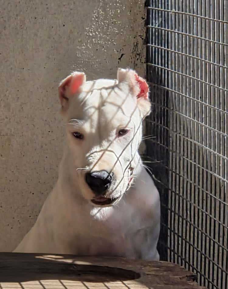 Dogo Argentino For Sale In Bangalore