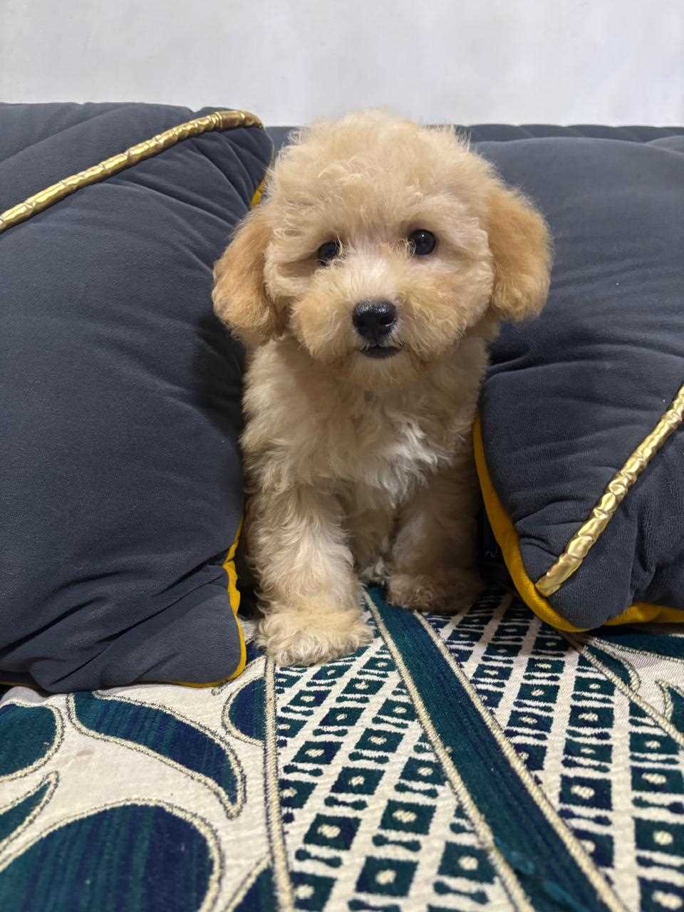 Maltipoo For Sale In Chennai