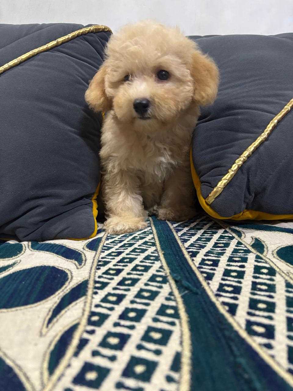 Maltipoo For Sale In Chennai