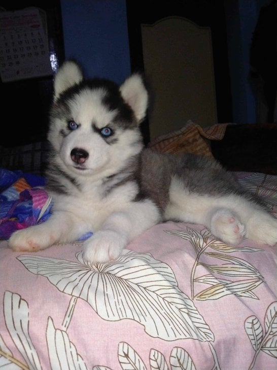 Siberian Husky For Sale In Patna