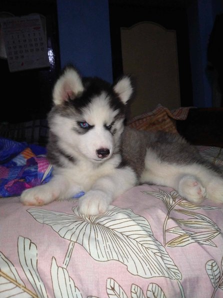 Siberian Husky For Sale In Patna