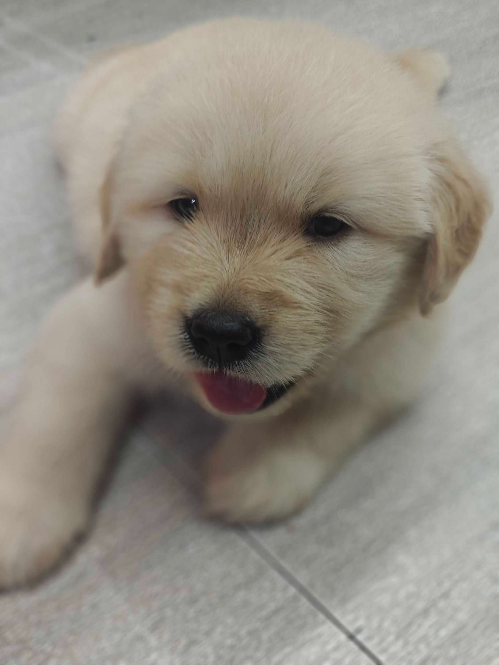 Golden Retriever For Sale In Pune