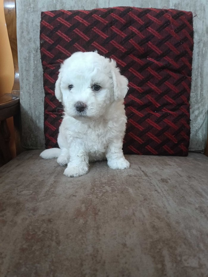 Bichon Frise For Sale In Bangalore