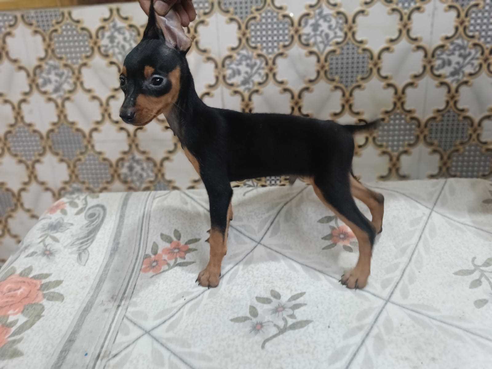 Miniature Pinscher For Sale In Ahmedabad