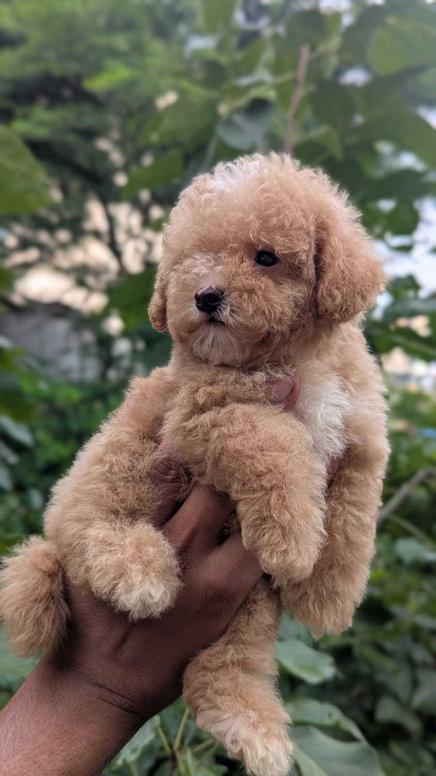 Maltipoo For Sale In Chennai