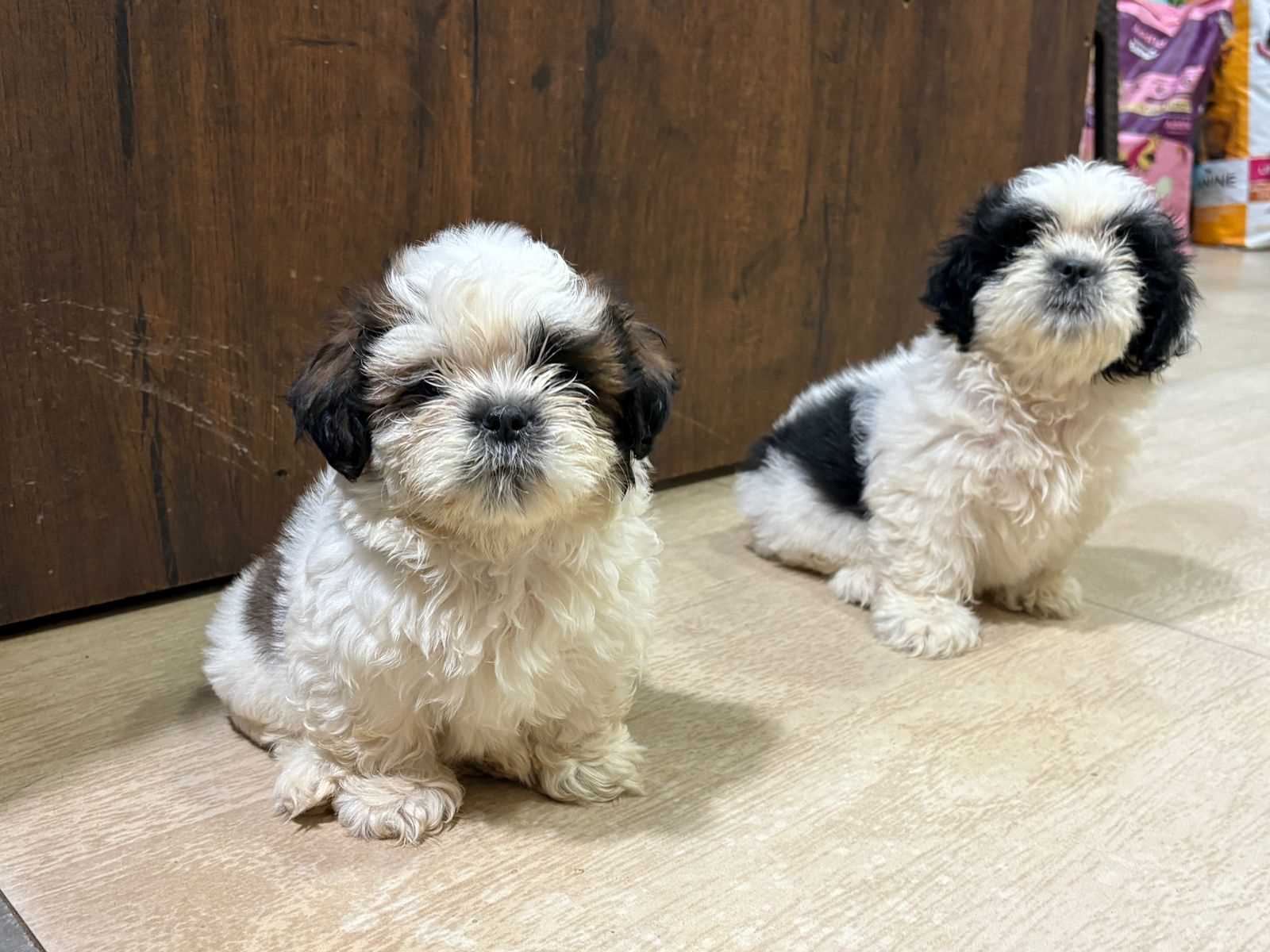 Shih Tzu For Sale In Bhubaneswar