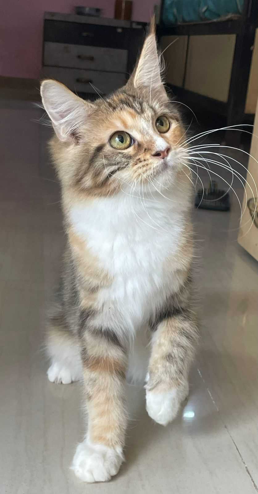 Maine Coon For Sale In Lucknow